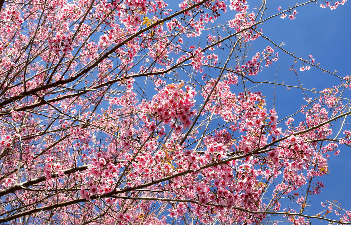 5 semillas de cerezo del Himalaya (Prunus cerasoides), flores rosas y frutos rojos.