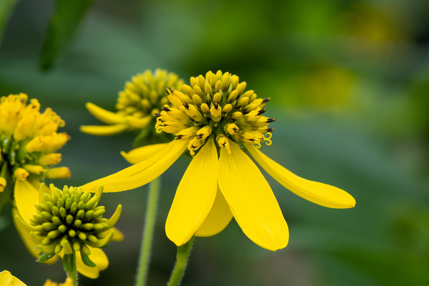 250 semillas de flores de Verbesina Alternifolia (hierro amarillo)
