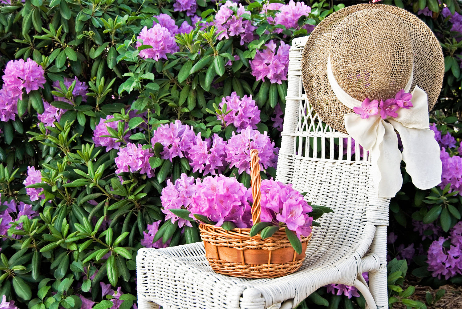 40 semillas de azalea enana CAROLINA RHODODENDRON Carolinianum, arbusto de flores rosadas y moradas