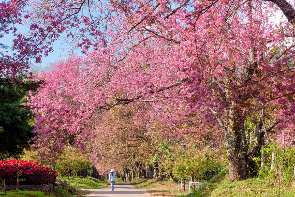 5 semillas de cerezo del Himalaya (Prunus cerasoides), flores rosas y frutos rojos.