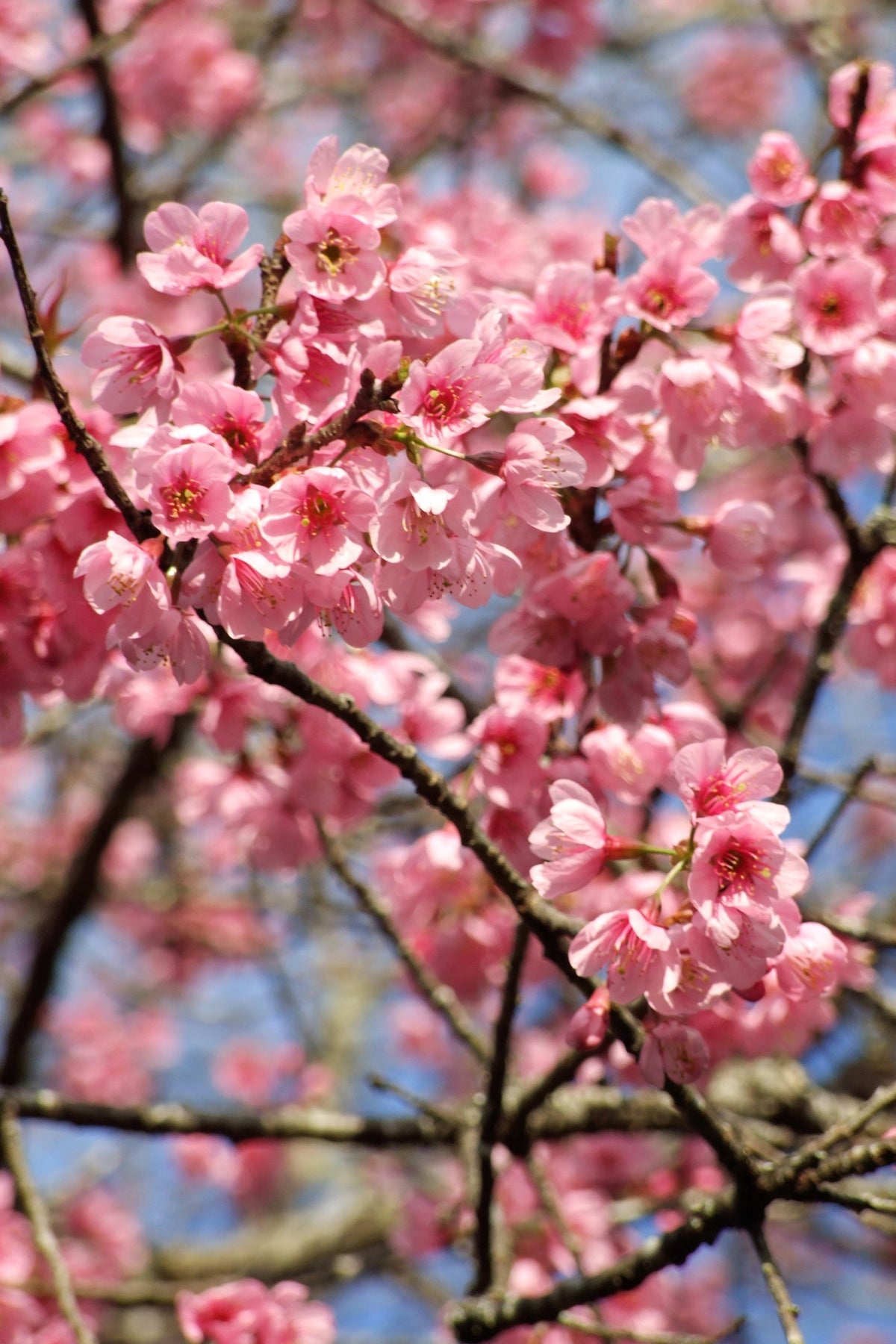 5 semillas de cerezo del Himalaya (Prunus cerasoides), flores rosas y frutos rojos.