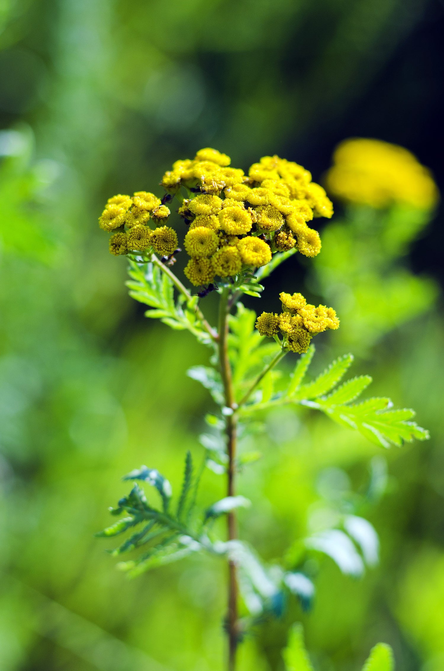 250 semillas de flores amarillas de AGERATUM DORADO Lonas Inodora