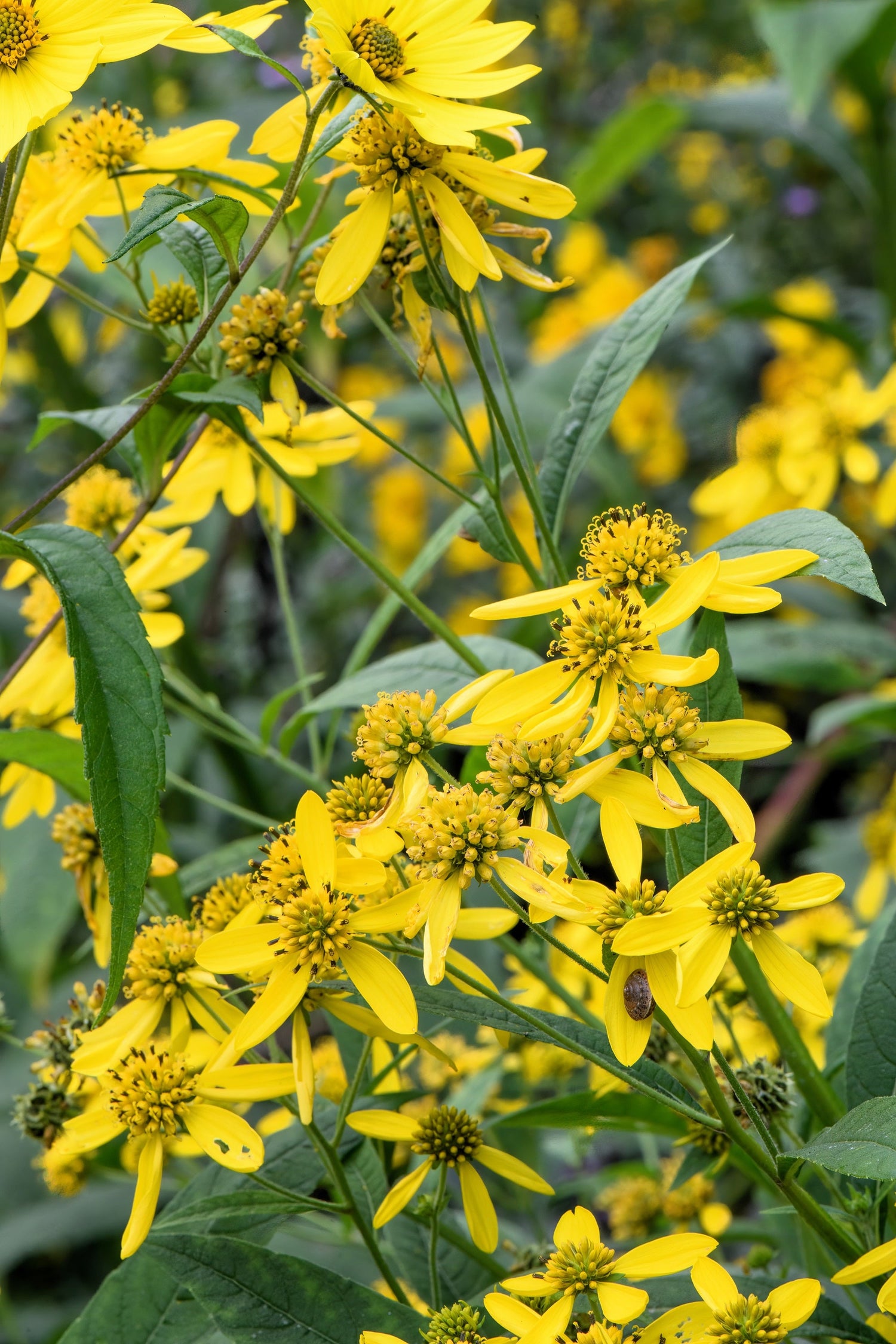 250 semillas de flores de Verbesina Alternifolia (hierro amarillo)