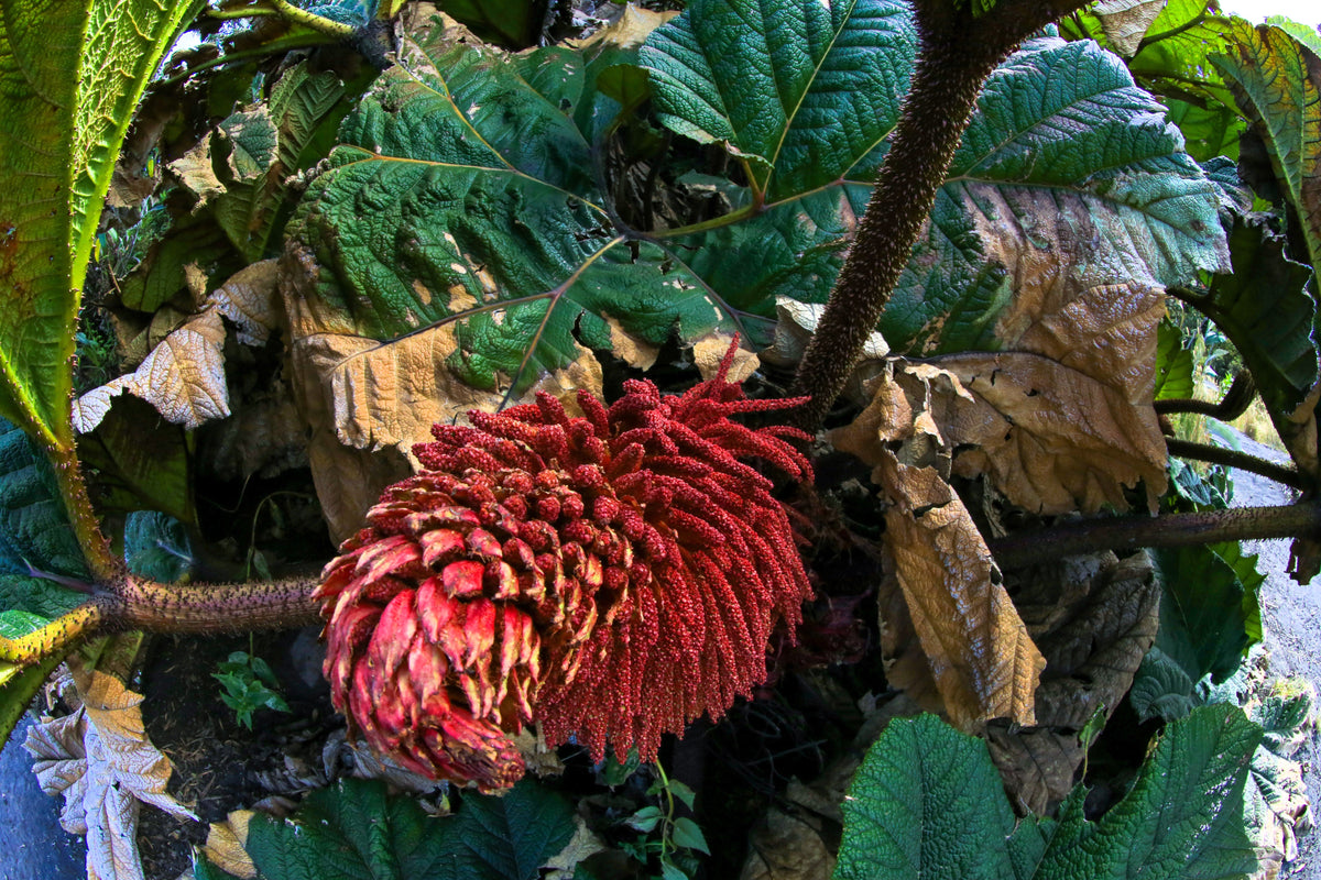10 GUNNERA INSIGNIS Giant Rhubarb (Leaves up to 6' Wide, Red Flower Spikes to 3') Dinosaur Plant Seeds