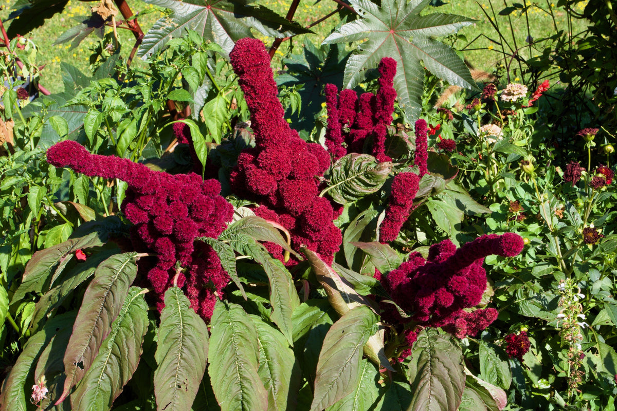 100 semillas orgánicas de Amaranto Cabeza de Elefante, Amaranthus Gangeticus, color rojo burdeos