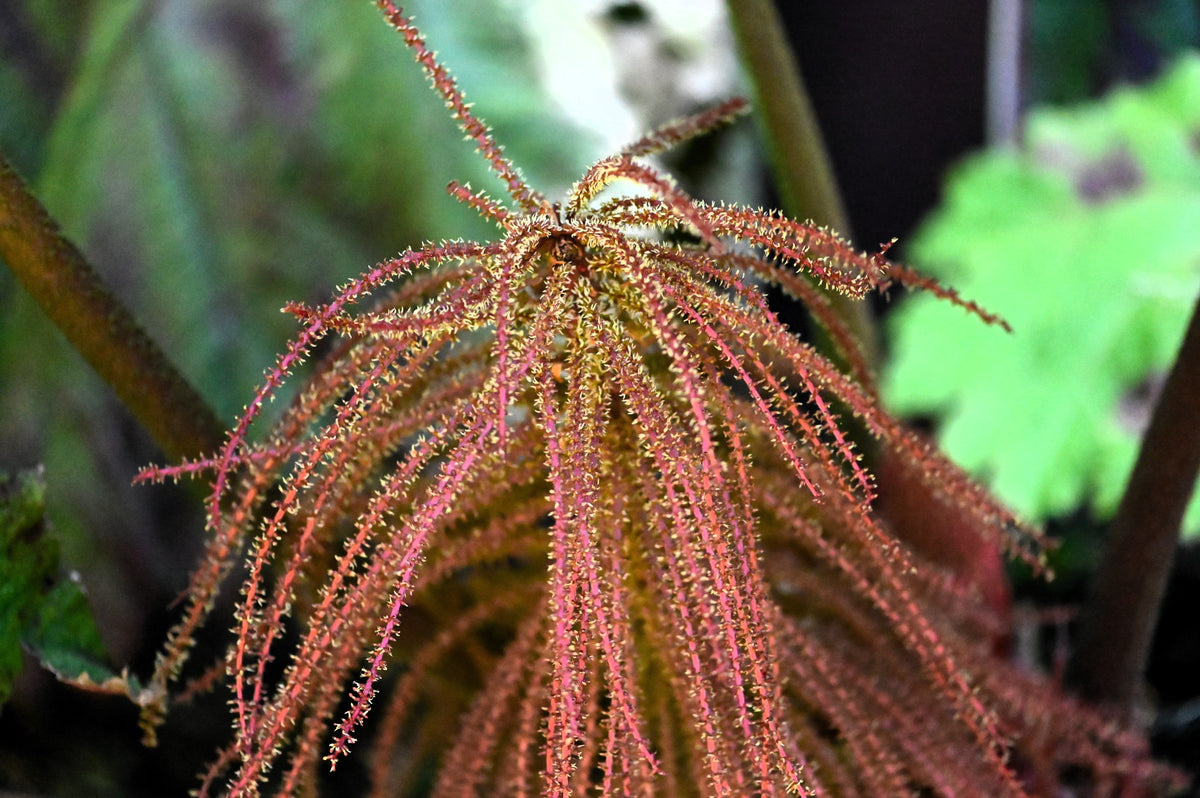 10 GUNNERA INSIGNIS Giant Rhubarb (Leaves up to 6' Wide, Red Flower Spikes to 3') Dinosaur Plant Seeds