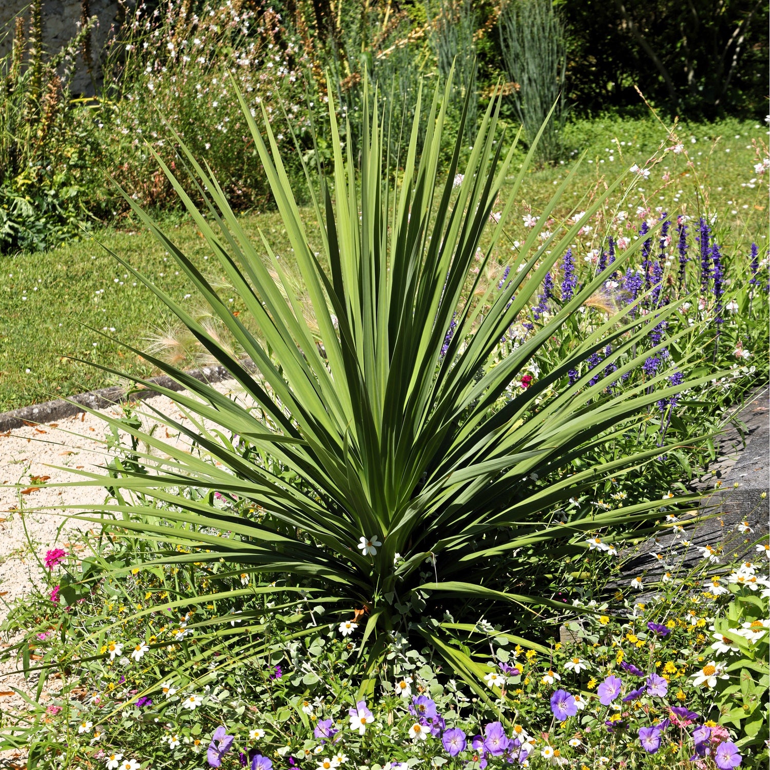 25 semillas de flores de DRACAENA AZUL (espigas / árbol de col de hoja ancha / col de montaña) Cordyline Indivisa