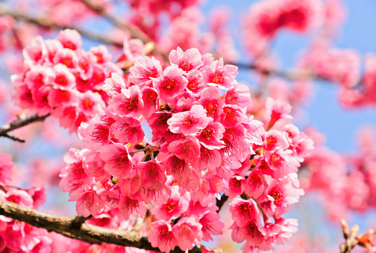 5 semillas de cerezo del Himalaya (Prunus cerasoides), flores rosas y frutos rojos.