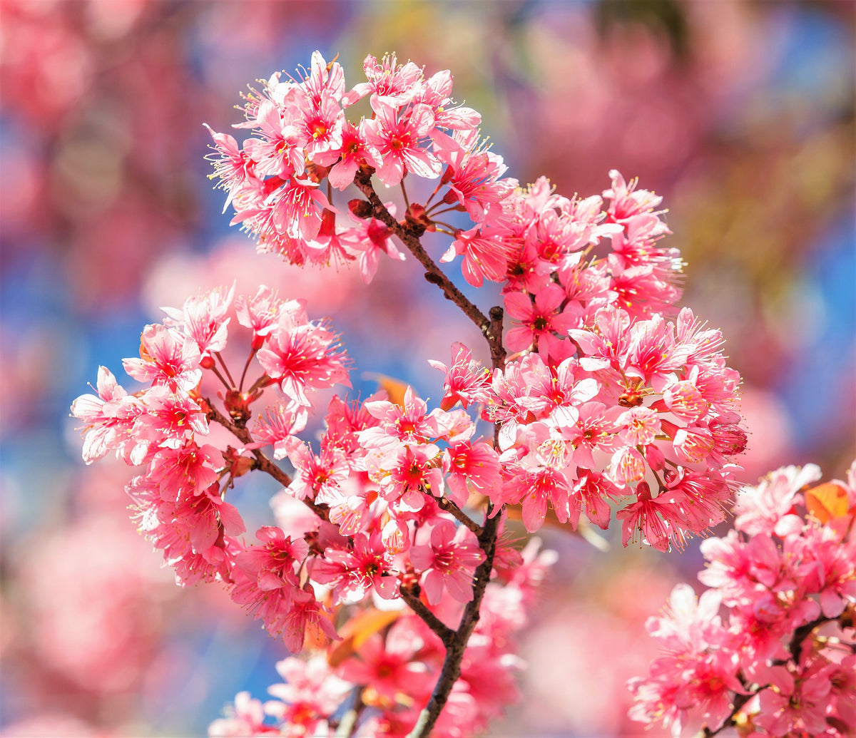 5 semillas de cerezo del Himalaya (Prunus cerasoides), flores rosas y frutos rojos.