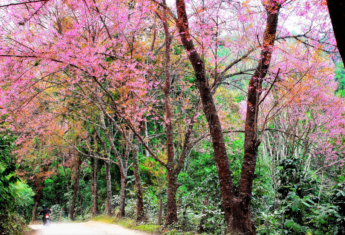 5 semillas de cerezo del Himalaya (Prunus cerasoides), flores rosas y frutos rojos.
