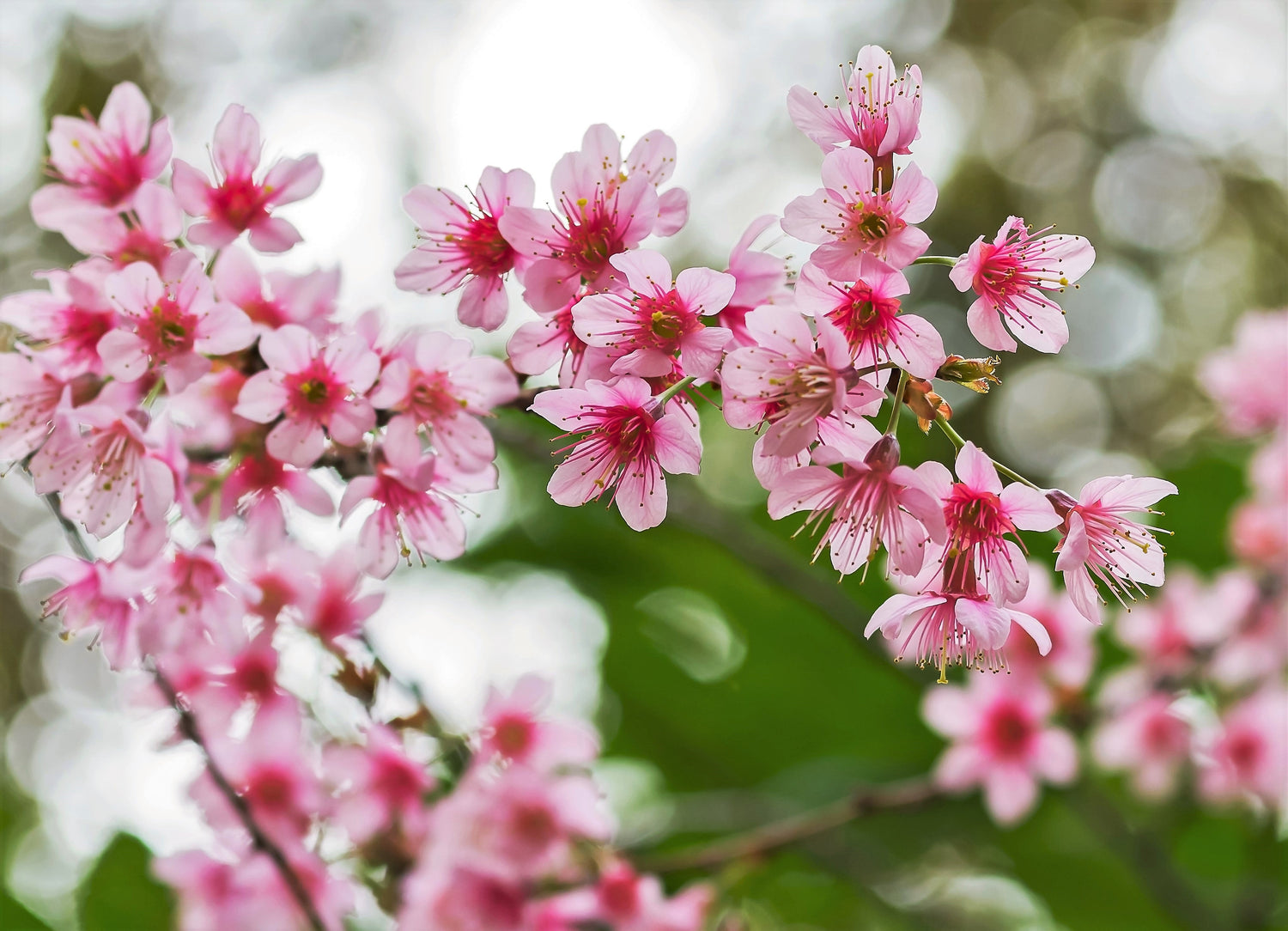 5 semillas de cerezo del Himalaya (Prunus cerasoides), flores rosas y frutos rojos.