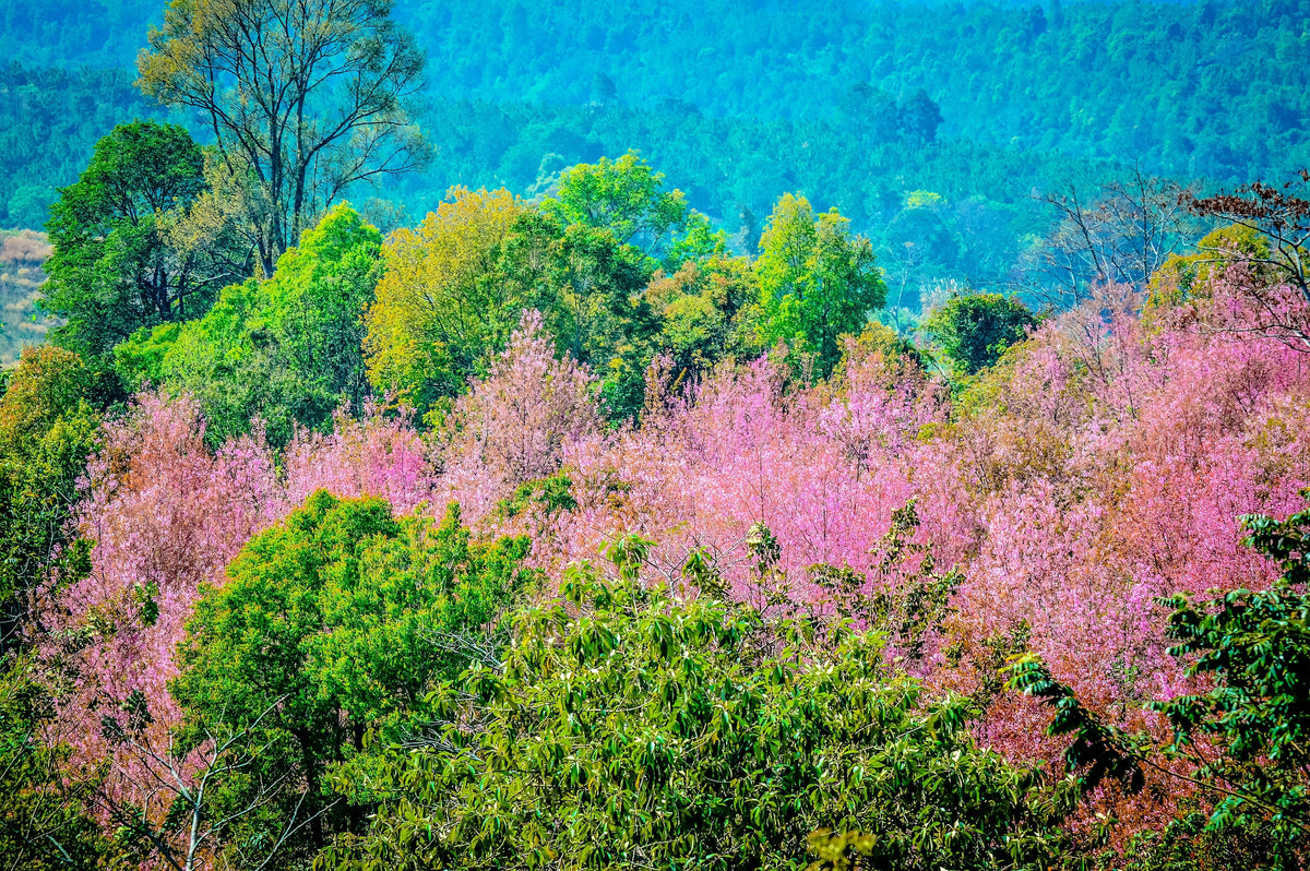 5 semillas de cerezo del Himalaya (Prunus cerasoides), flores rosas y frutos rojos.