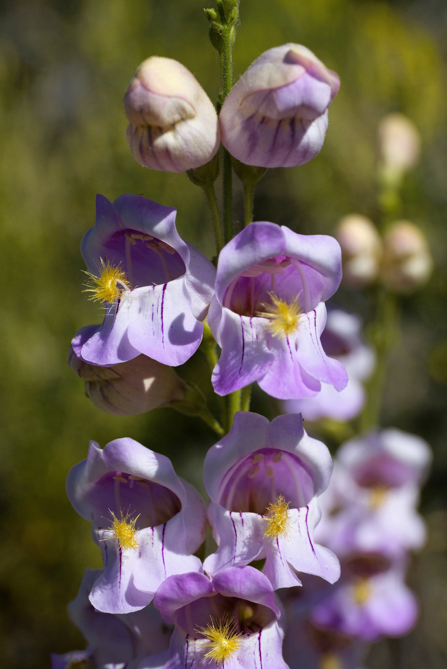 300 semillas de Penstemon Palmeri (Penstemon lengua de barba / flor de globo)