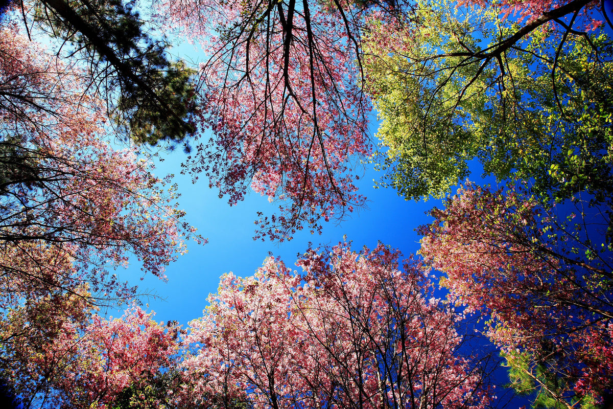 5 semillas de cerezo del Himalaya (Prunus cerasoides), flores rosas y frutos rojos.