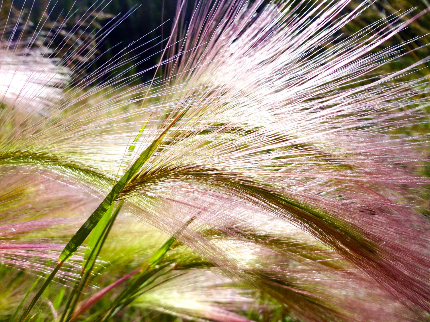 300 Semillas ornamentales de cola de ardilla de Bottlebrush, Elymus Elymoides syn Sitanion Hystrix Red Plume Squirrel Tail