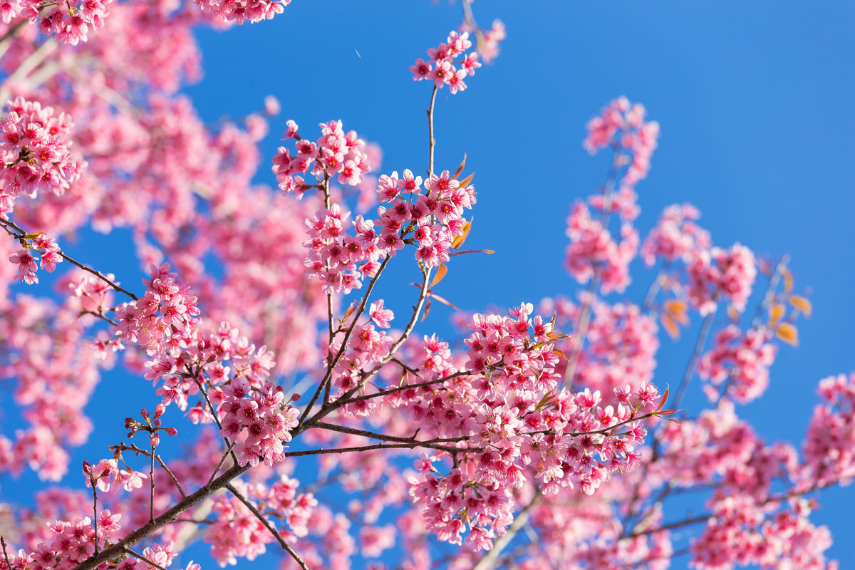 5 semillas de cerezo del Himalaya (Prunus cerasoides), flores rosas y frutos rojos.