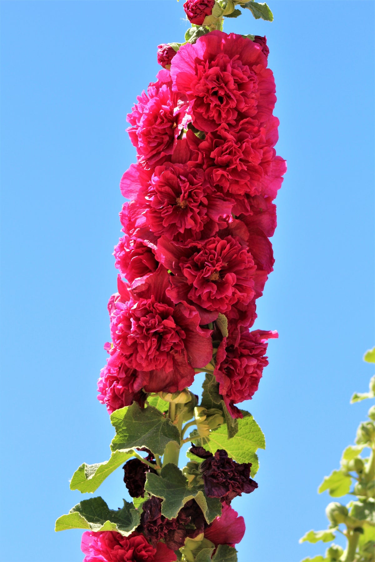 50 Dwarf Double HOLLYHOCK MAJORETTE MIX Alcea Rosea Red Pink White Maroon Yellow Mixed Color Flower Seeds