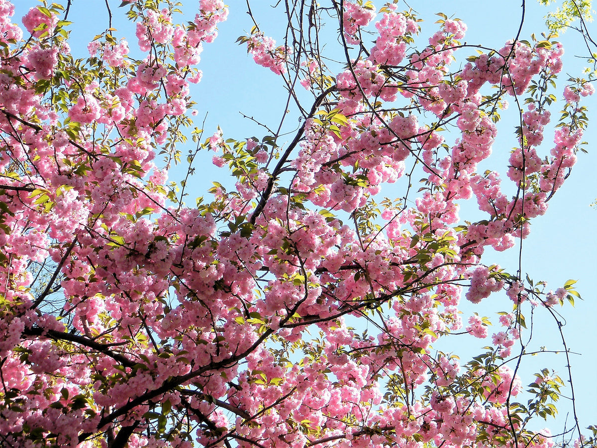 5 semillas de cerezo del Himalaya (Prunus cerasoides), flores rosas y frutos rojos.