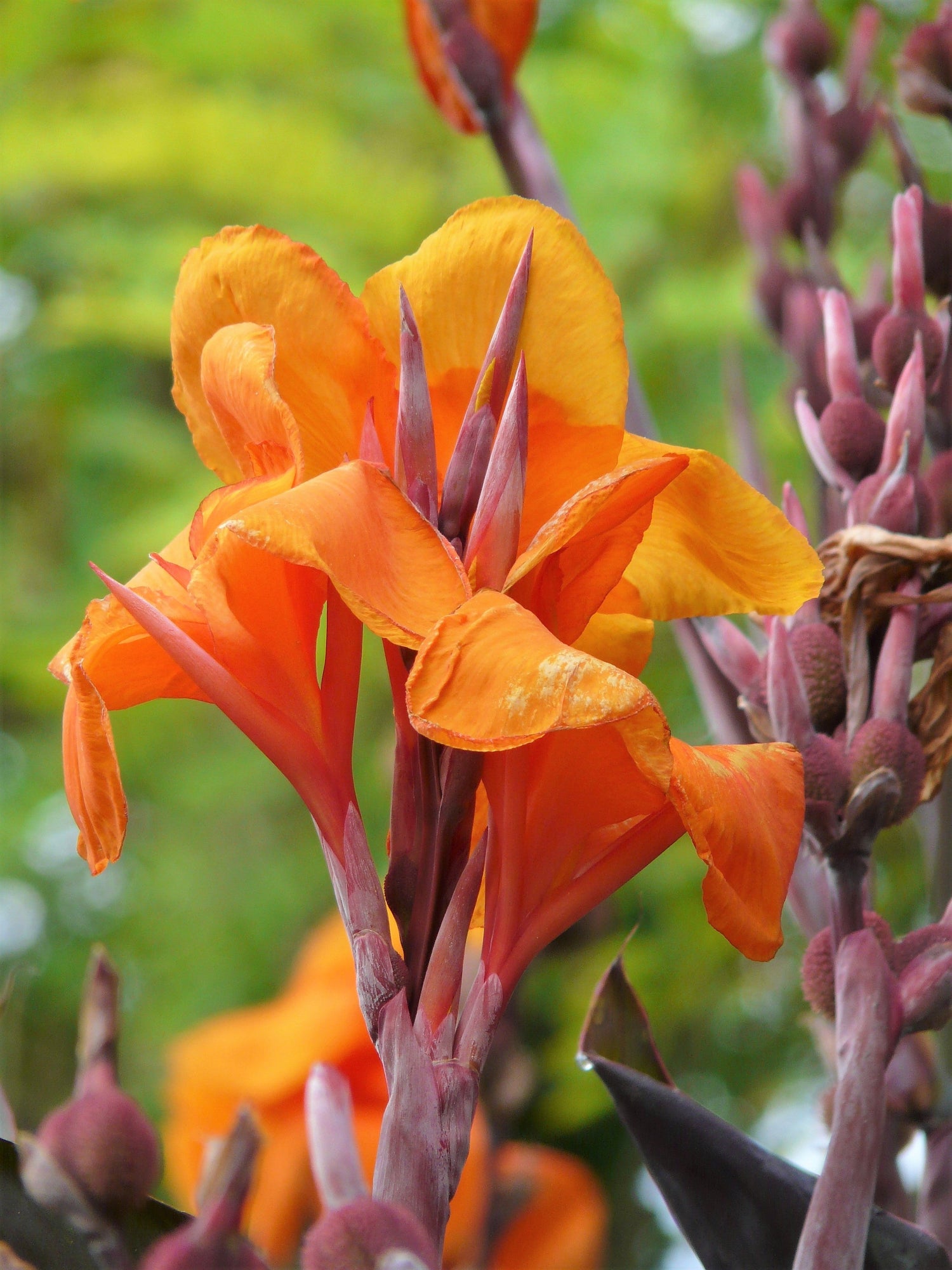 5 semillas de flores de Canna Indica, arrurruz indio, lirio de canna naranja