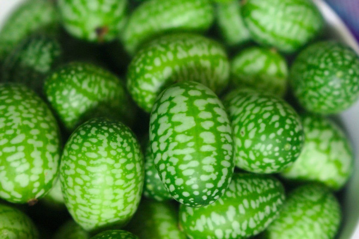 10 CUCAMELON Melothria Scabra Melón Ratón Pepinillo Mexicano Sandía Mini Semillas de Vid de Pepino