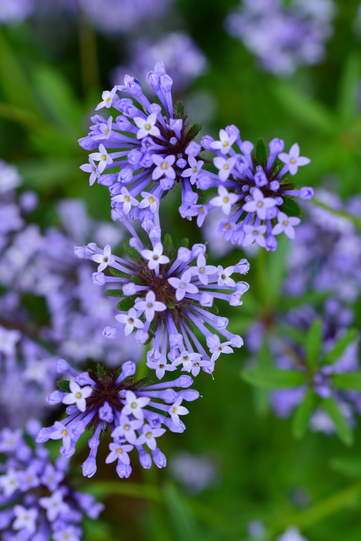 20 BLUE Surprise WOODRUFF ASPERULA Orientalis Azura Fragrant Herb Flower Seeds