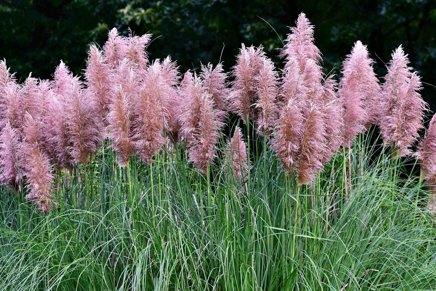 200 semillas ornamentales de hierba de la pampa rosa Cortaderia Selloana Rosea