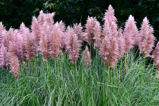 200 semillas ornamentales de hierba de la pampa rosa Cortaderia Selloana Rosea