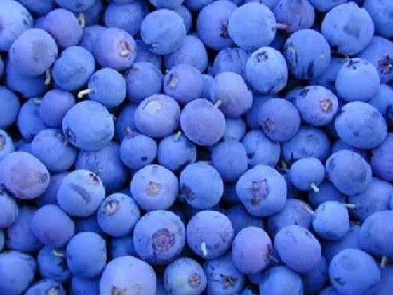 50 semillas de arbusto de arándanos del norte, arbusto de frutos de vaccinium, arándanos azules, flores blancas