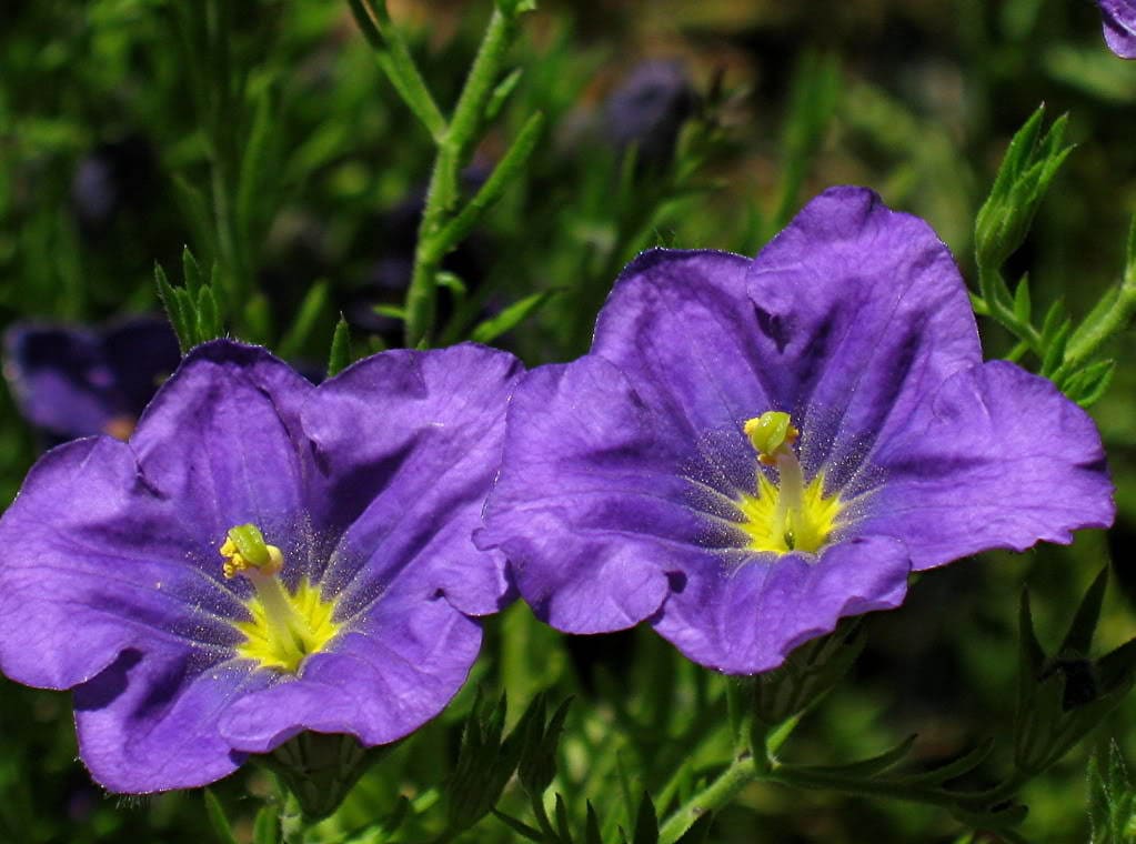 250 Semillas DE FLOR DE COPA DE Túnica PÚRPURA Nierembergia Hippomanica Caerulea