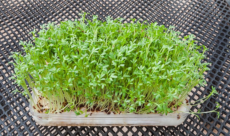 1500 UPLAND CRESS American Land Cress Barbarea Verna Creasy Vegetable Herb Seeds