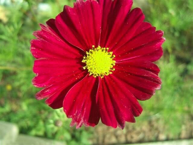 300 Semillas de flor de colibrí TETRA VERSAILLES COSMOS Bipinnatus rojo vino