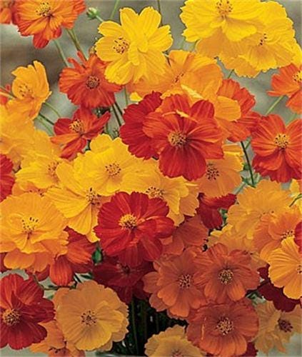 300 LUCES BRILLANTES COSMOS Mezcla de colores mezclados Rojo Naranja Amarillo Semillas de flores Bipinnatus