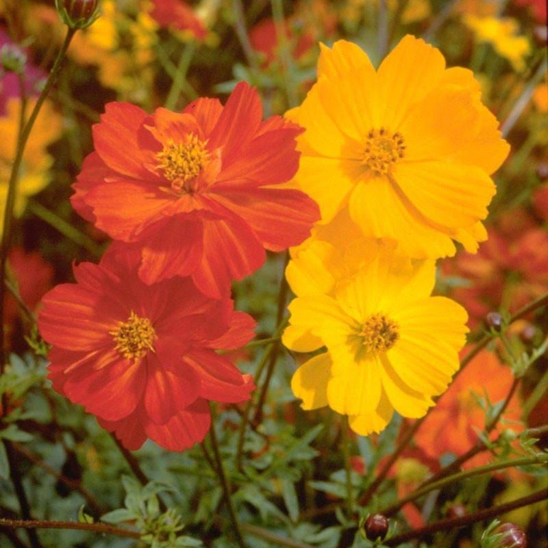 300 LUCES BRILLANTES COSMOS Mezcla de colores mezclados Rojo Naranja Amarillo Semillas de flores Bipinnatus