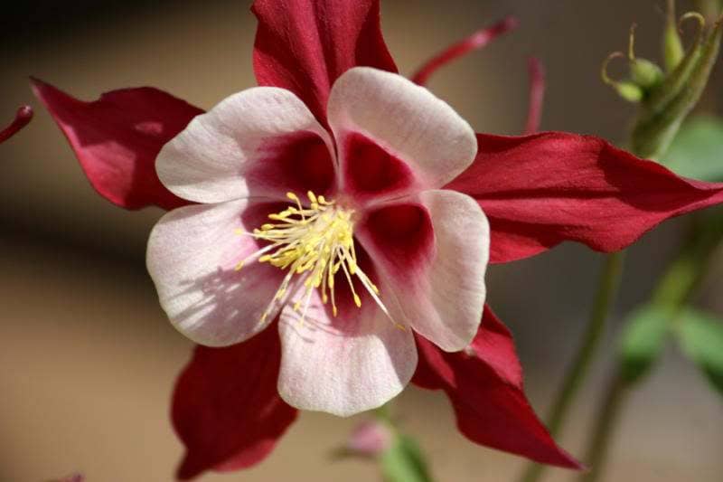 25 semillas de flores de Aquilegia gigante de McKana, CRIMSON STAR COLUMBINE, rojas y blancas