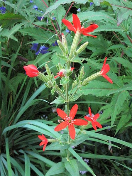 20 ROYAL RED CATCHFLY Hummingbird & Endangered Native Flower Silene Regia Seeds