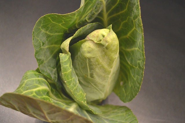 300 semillas de col Charleston Wakefield, tipo cono de Brassica oleracea