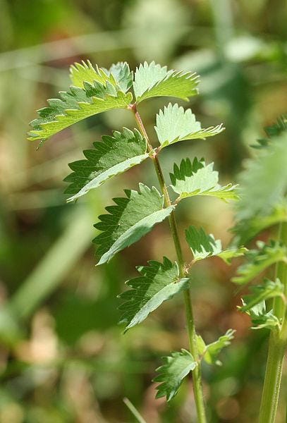 500 SALAD BURNET Sanguisorba Minor Edible Greens Vegetable Herb Flower Seeds