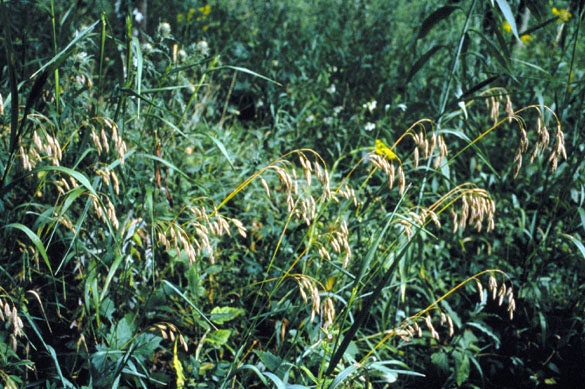 100 PRAIRIE BROME Arctic Brome Ornamental Grass Bromus Kalmii Seeds