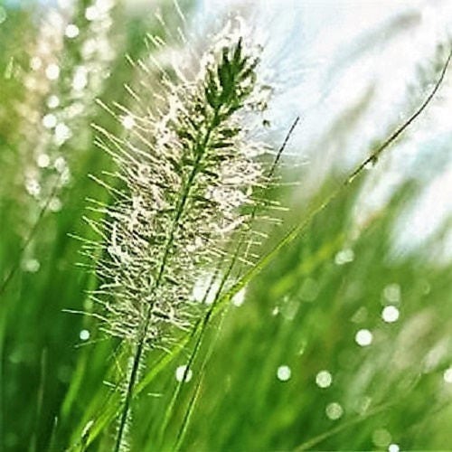 25 semillas de hierba cepillo de botella, sombra ornamental, Elymus Hystrix Patula