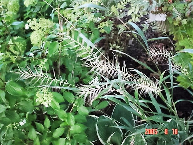25 semillas de hierba cepillo de botella, sombra ornamental, Elymus Hystrix Patula