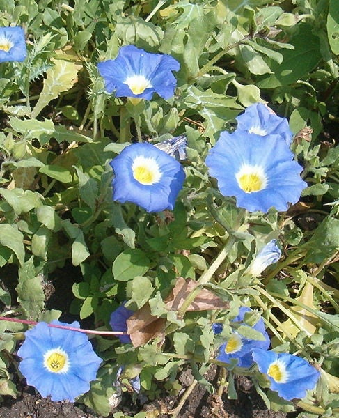 25 semillas de campanilla chilena azul Nolana Paradoxa, flor suculenta para cubrir el suelo