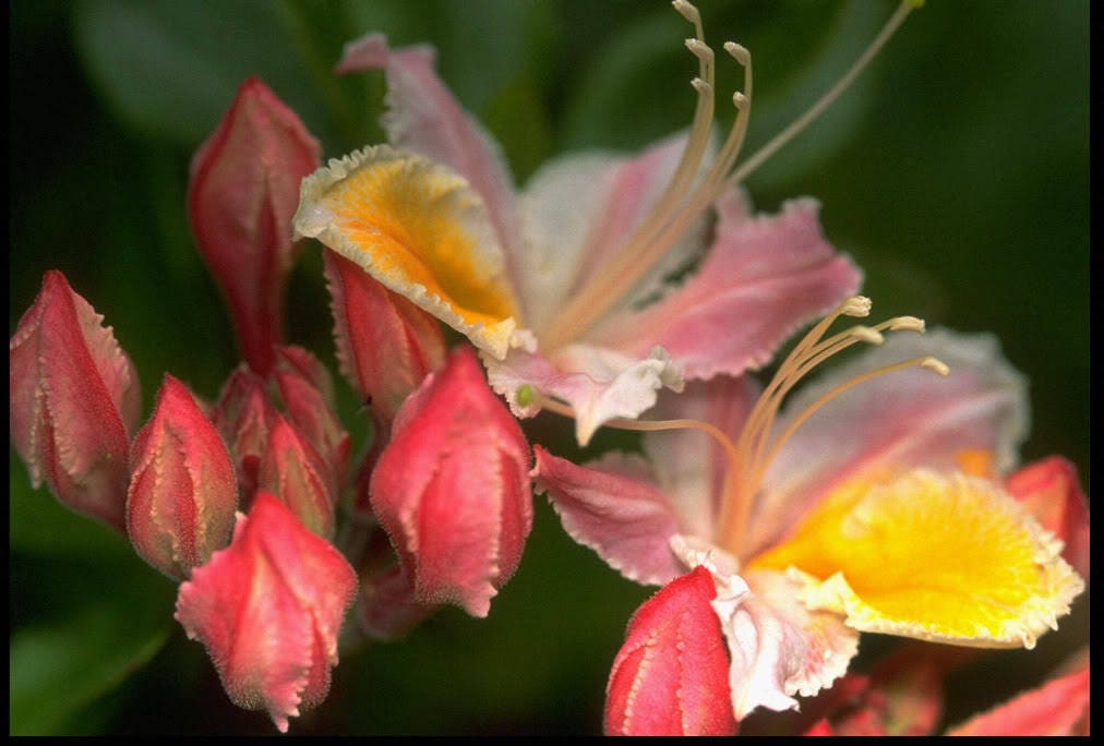 20 WESTERN AZALEA Pink White Yellow Shrub Flower Rhododendron Occidentale Seeds