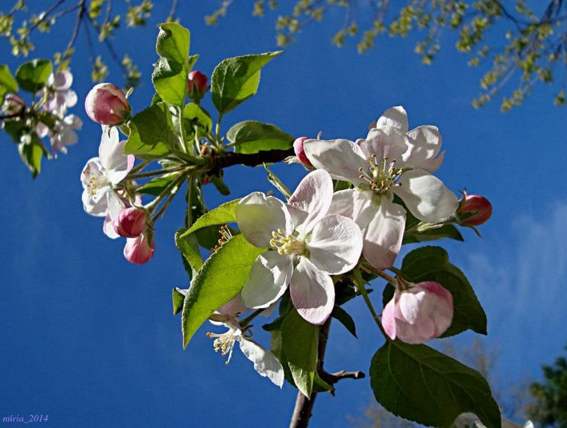 30 semillas de Malus Sargentii (manzano silvestre, arbusto, colibrí, flor, blanco, rojo)