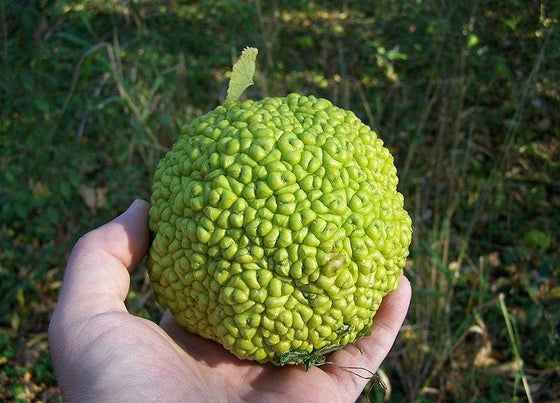 10 semillas de árbol de manzana de seto, naranja de Osage, manzana de caballo, bola de mono, Maclura pomifera