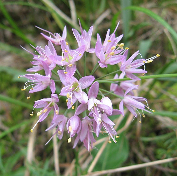 100 PRAIRIE ALLIUM Stellatum Prairie Onion Pink Flower Seeds