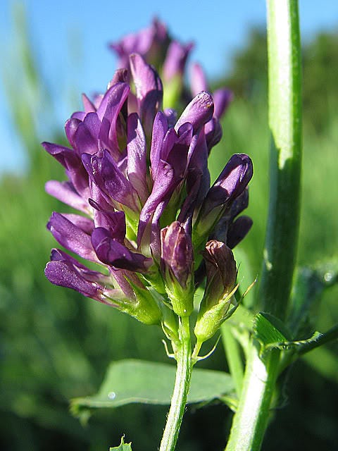 100 semillas de alfalfa CIMARRON Medicago Sativa, forraje para cubrir el suelo, flores moradas