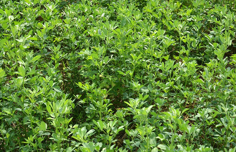 100 semillas de alfalfa CIMARRON Medicago Sativa, forraje para cubrir el suelo, flores moradas