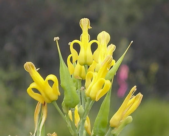 10 semillas de flores Dicentra Chrysantha Yellow Bleeding Heart Shade de GOLDEN EARDROPS