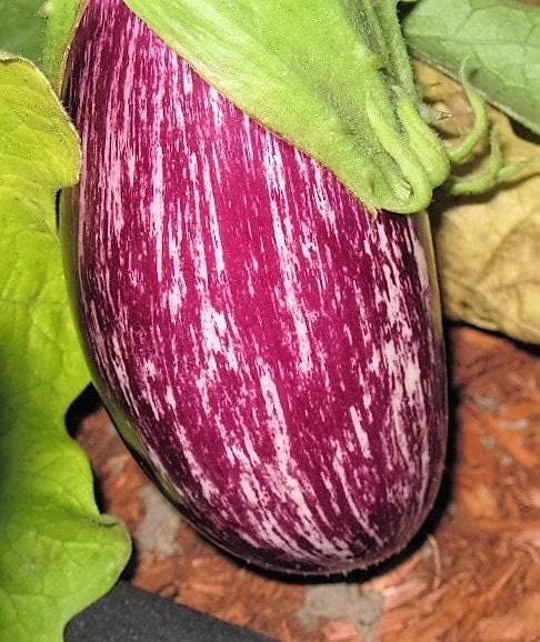 30 semillas de berenjena rosa rayada Pandora Solanum melongena fruta blanca vegetal