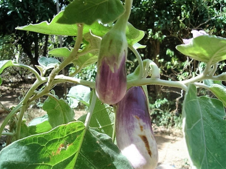 30 semillas de berenjena rosa rayada Pandora Solanum melongena fruta blanca vegetal